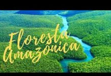 Querem que o Brasil mantenha floresta em pé? Para isso o mundo precisa contribuir, diz Lula